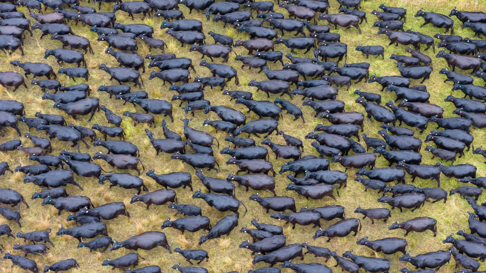 Aerial view of a large herd of black Angus cattle moving across green pasture at Furracabad